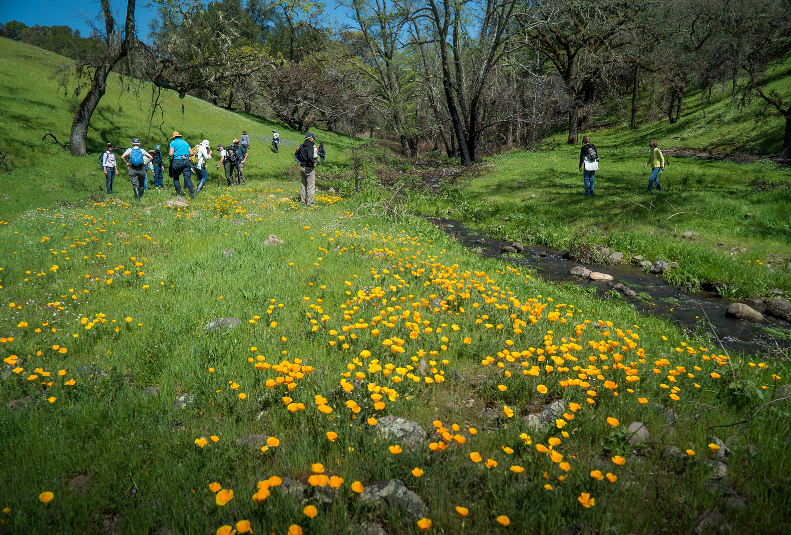 Hikers explore Live Oaks Ranch with yellow wildflowers in the foreground