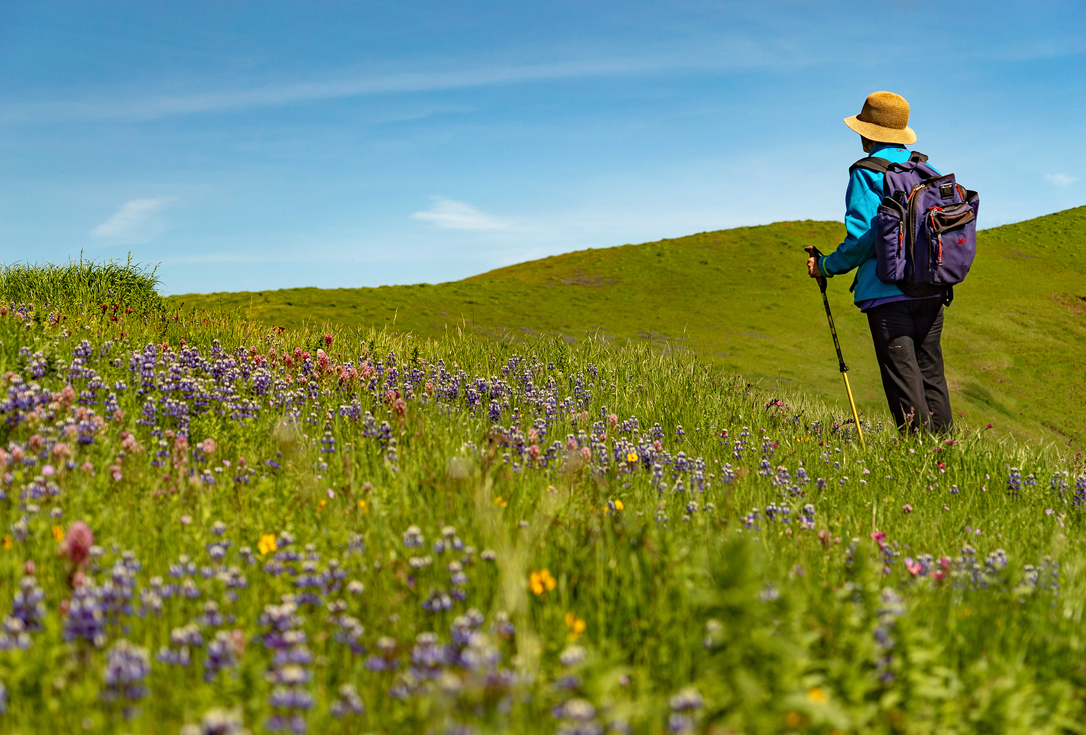 A hiker with a walking stick looking out over the vast open landscape and wildflowers at Sears Point Ranch.