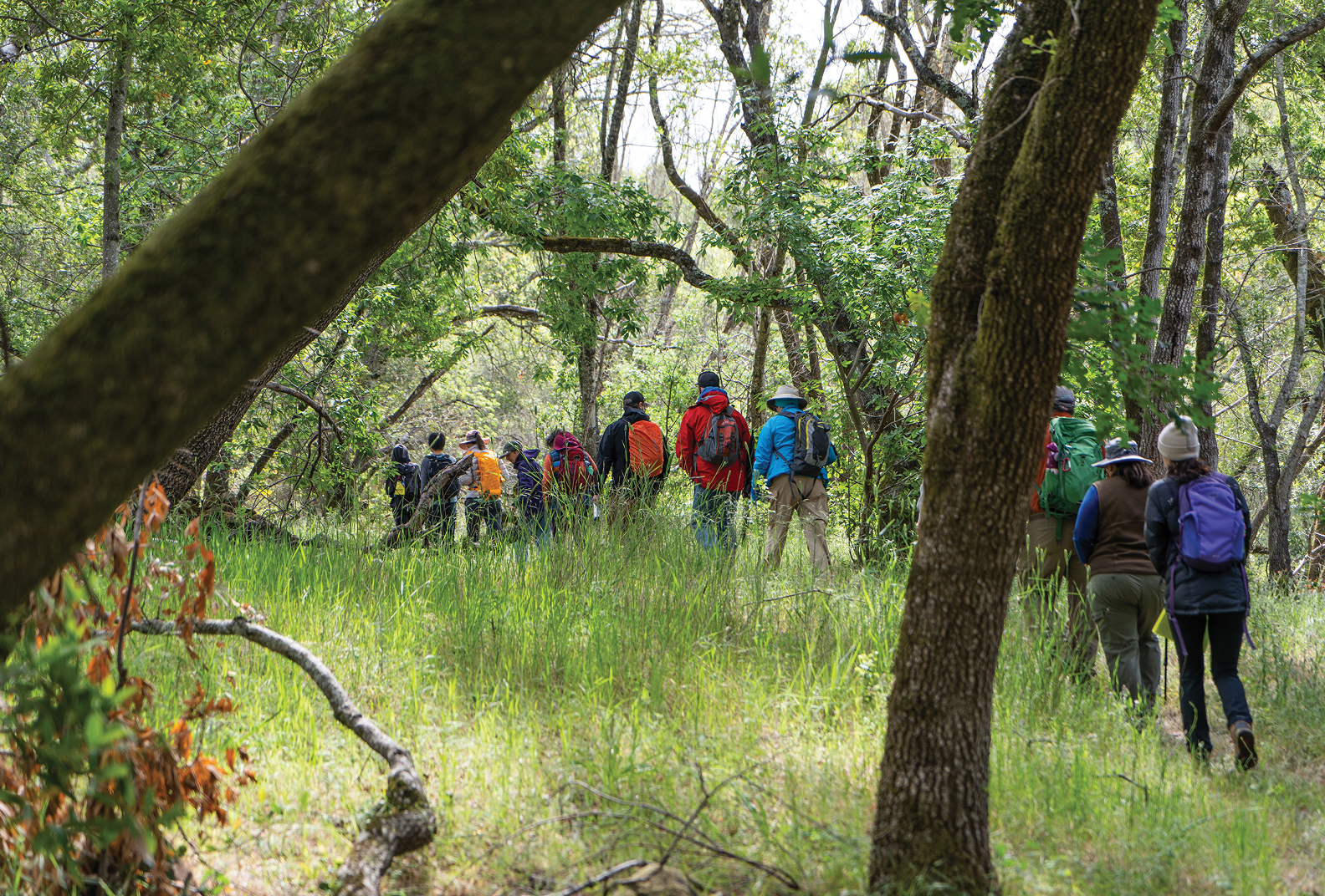 Line of hikers walk through Glen Oaks Ranch