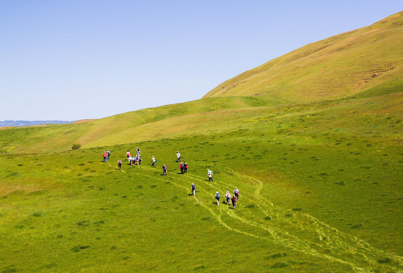 Hikers walking up lush green grass covering a hill at Sears Point Ranch.