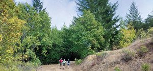 Three hikers walk on a nature trail