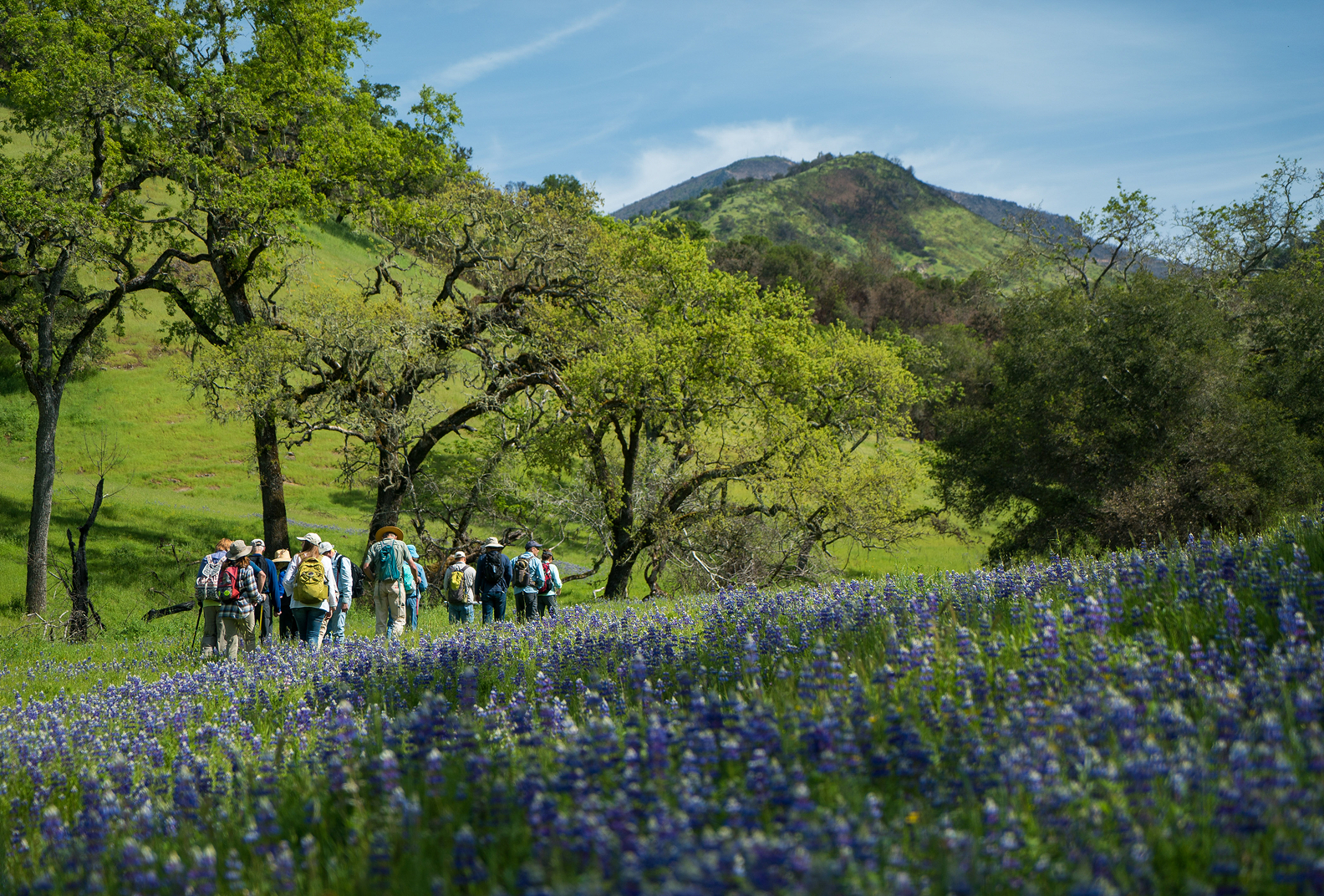 Hikers amid lupines at Live Oaks Ranch.