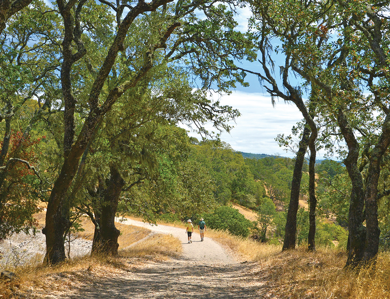 Two hikers walking on a sunny trail