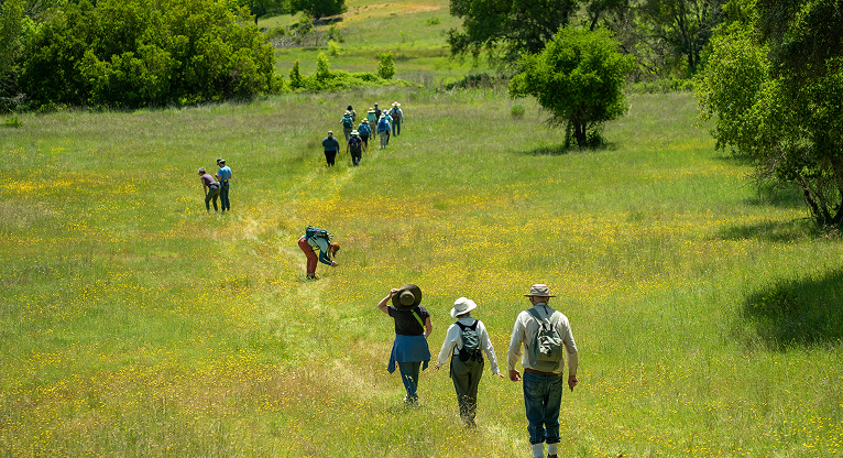 Group of hikers walk through a green meadow