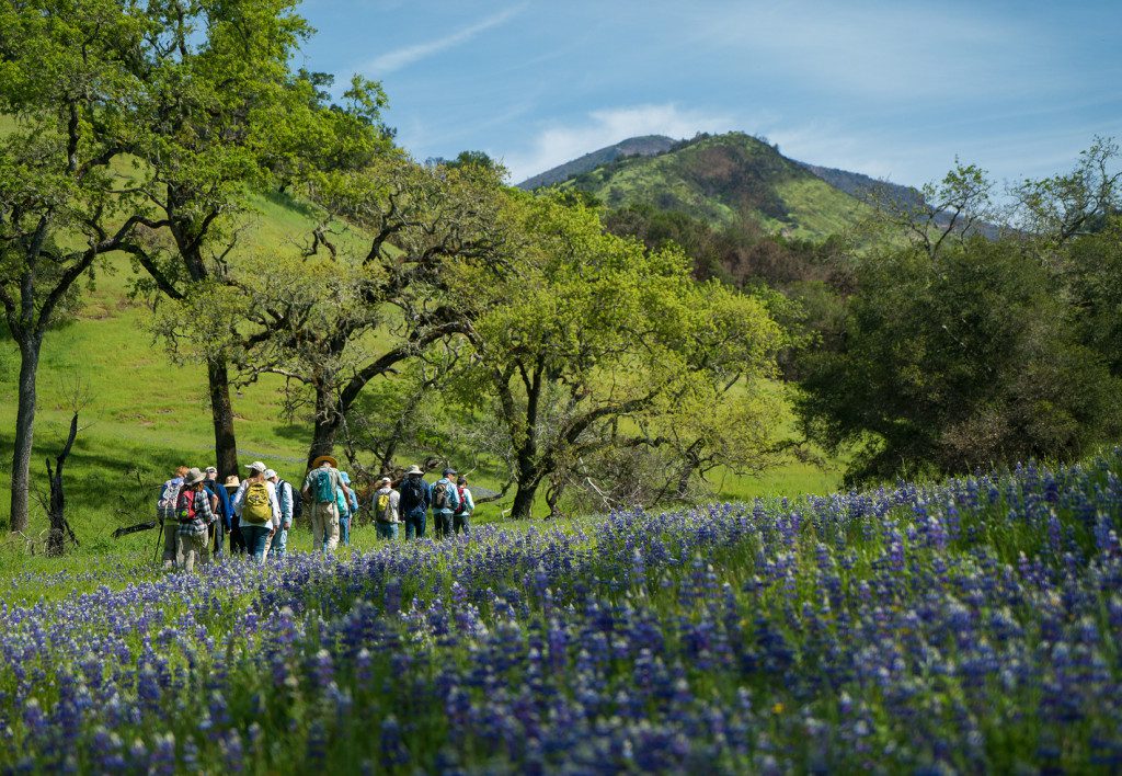 Hikers walk past purple wildflowers at Live Oaks Ranch