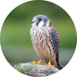 Kestrel perched on a rock