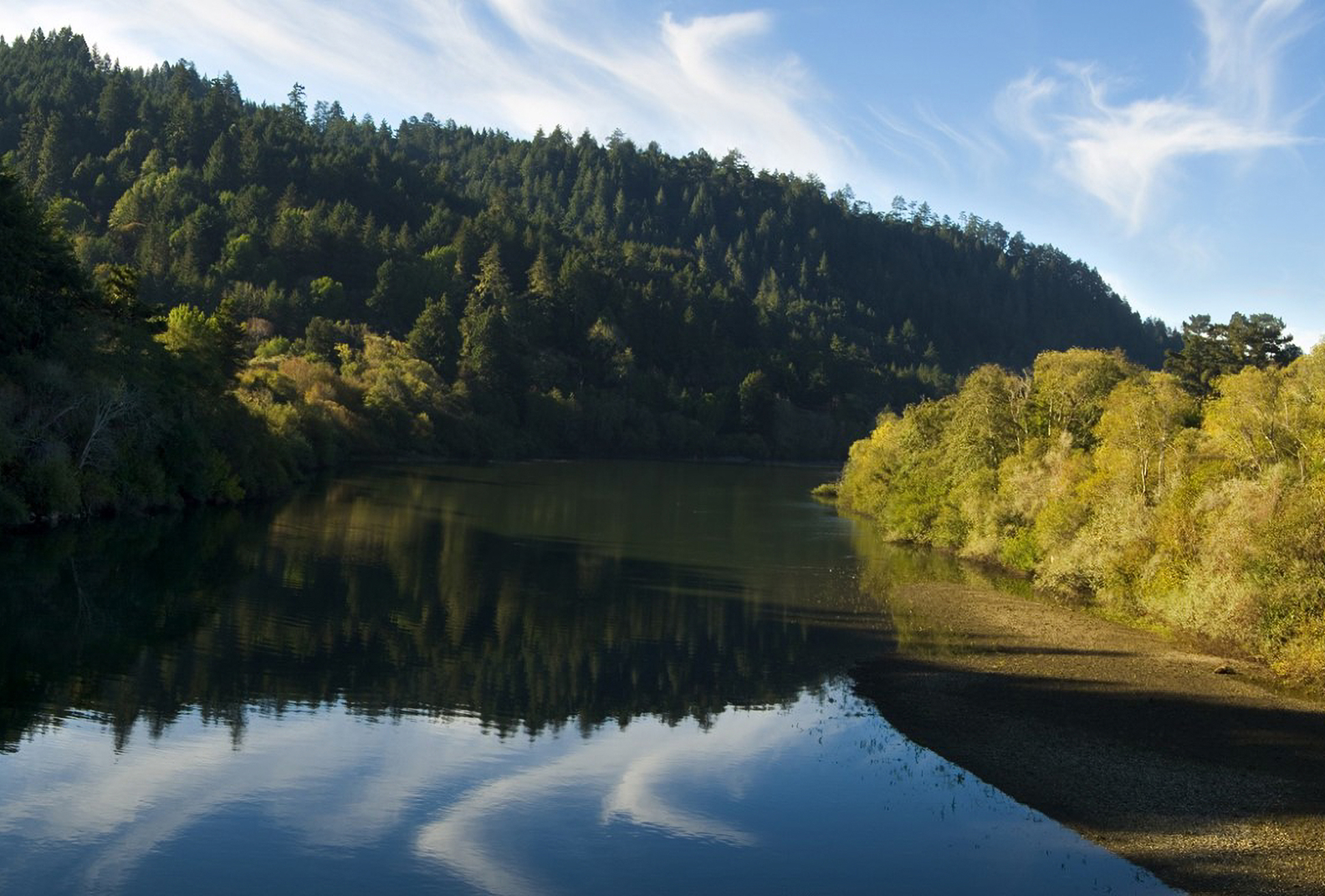 Trees lining the river at the Freezeout Redwoods.