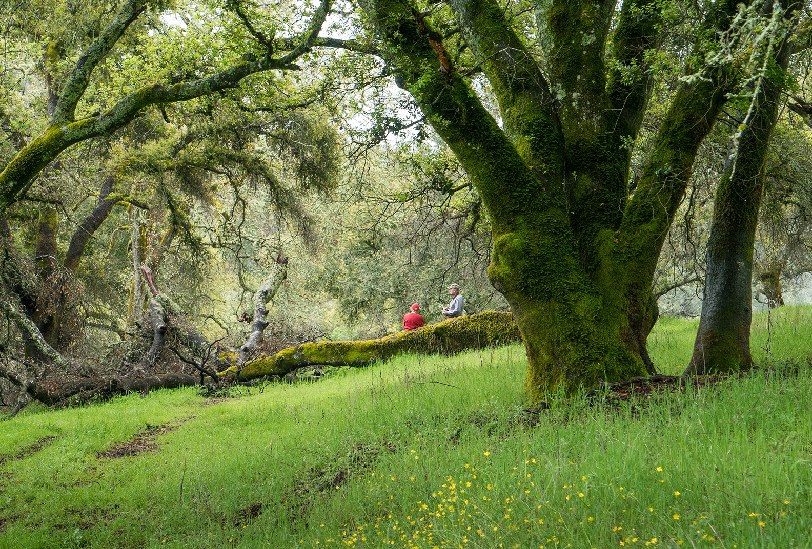 Two hikers take a break by sitting on a log amid the forest at Live Oaks Ranch.