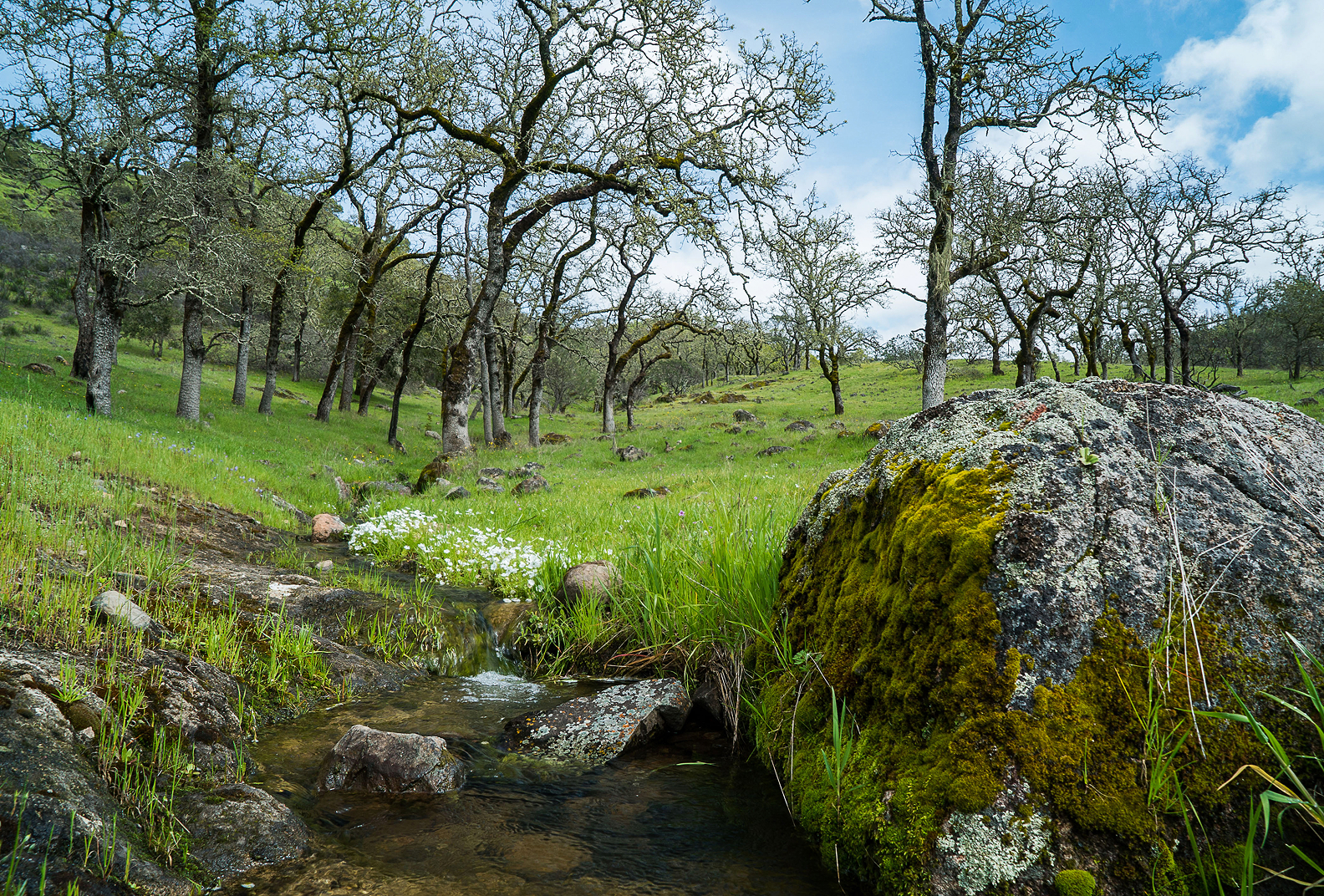 Mossy rocks and trees alongside a river at Live Oaks Ranch.