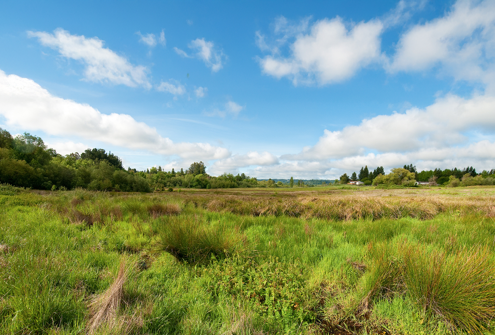 Grassy landscape at Lower Pitkin Marsh.
