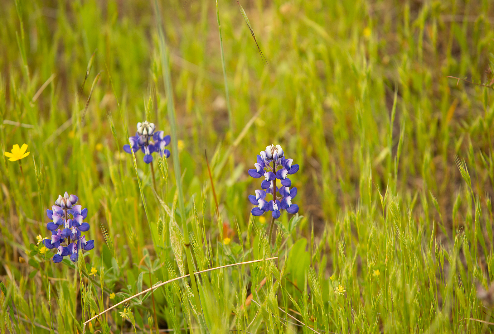 Purple lupine flowers surrounded by grasses