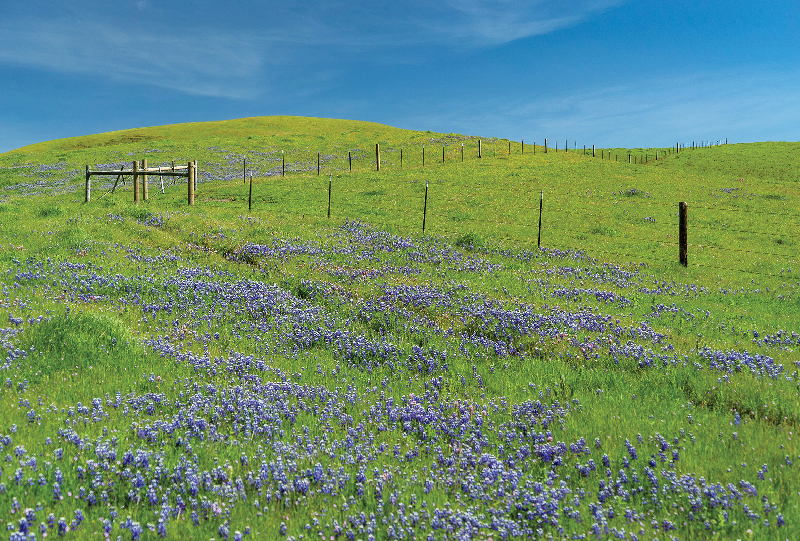 A fence crisscrosses through rolling green hills filled with purple flowering lupines at Sears Point Ranch.