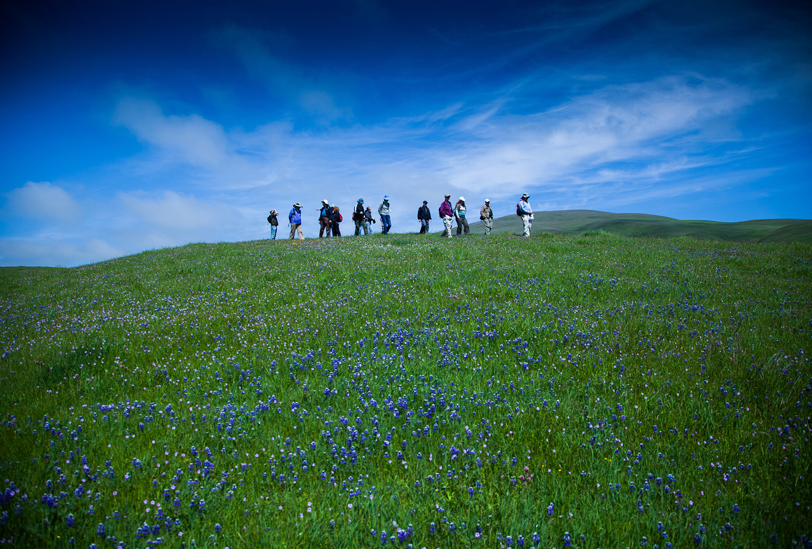 A group of hikers underneath a beautiful blue sky and amid a field of purple flowering lupines at Sears Point Ranch.