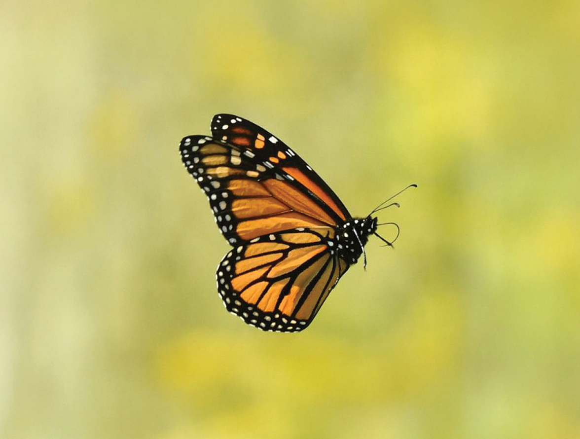 Monarch butterfly in flight