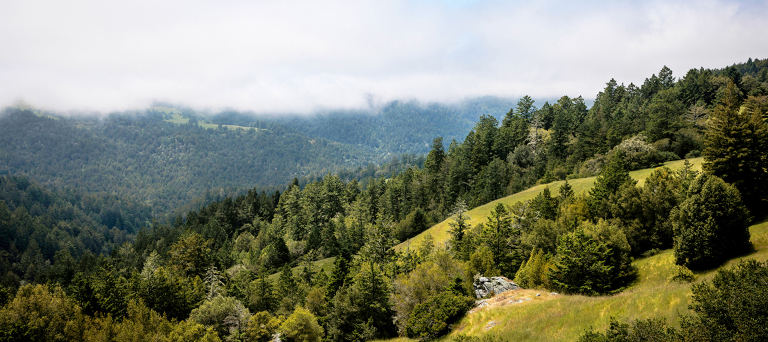 Treetop views at Monte Rio Redwoods