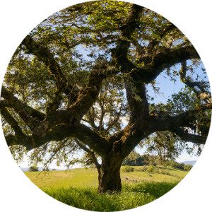 Large oak tree in a field