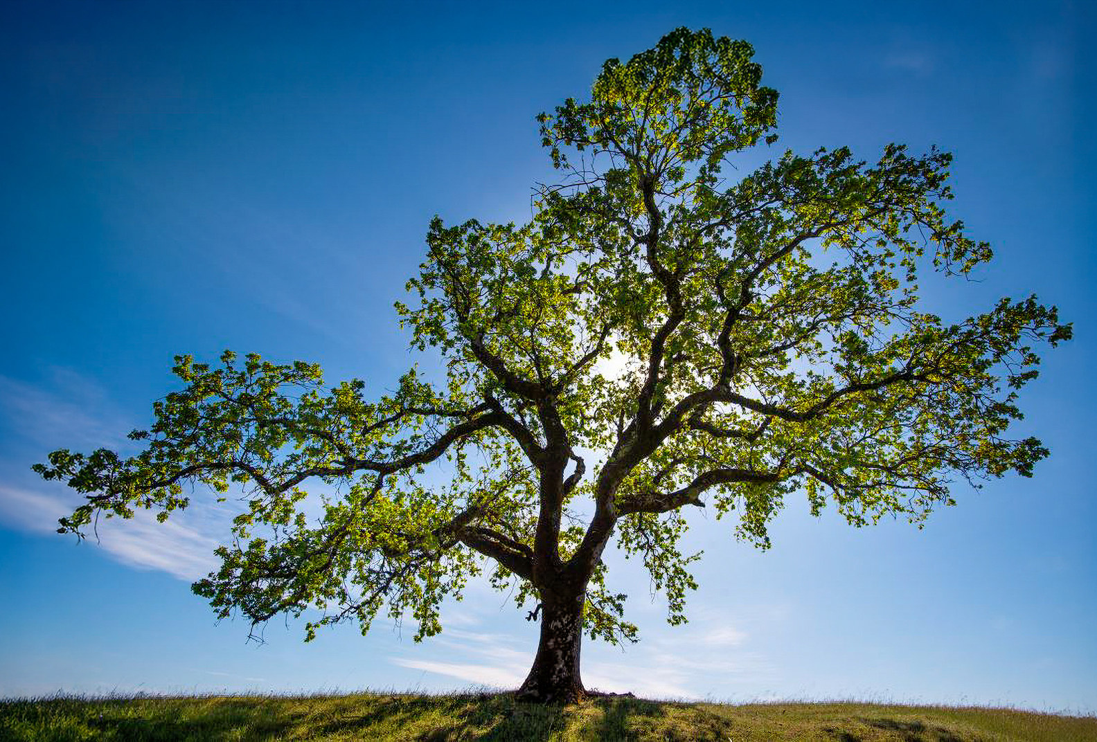 Large oak tree against a blue sky