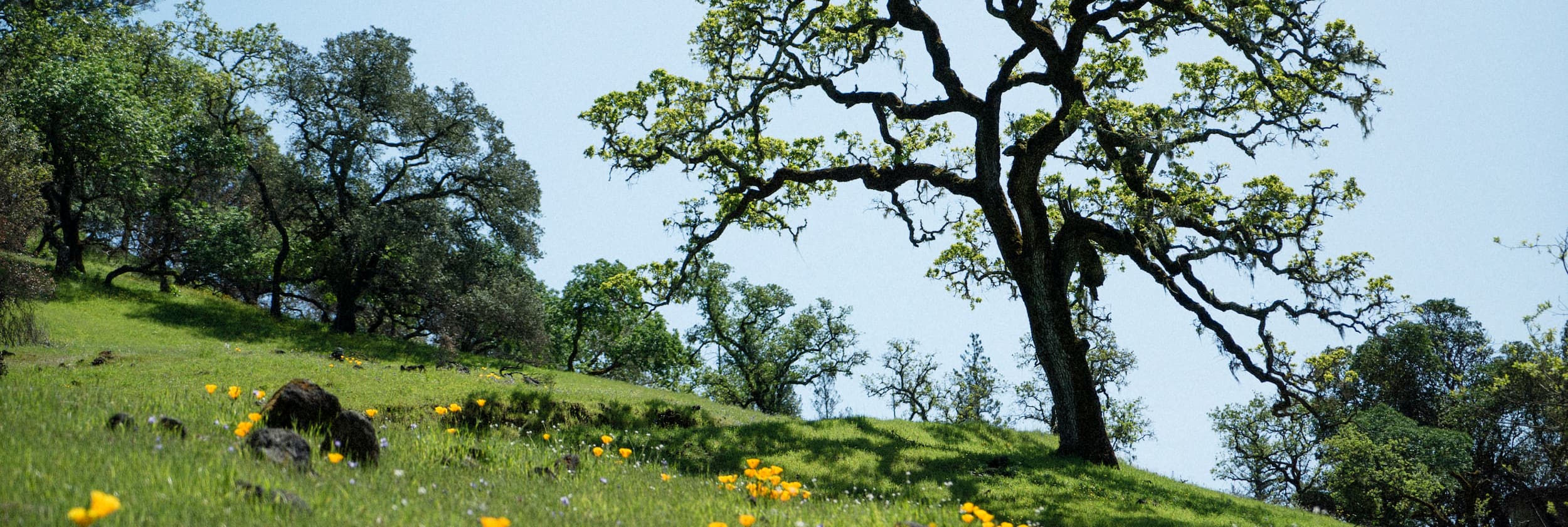Oak tree in a field of poppies