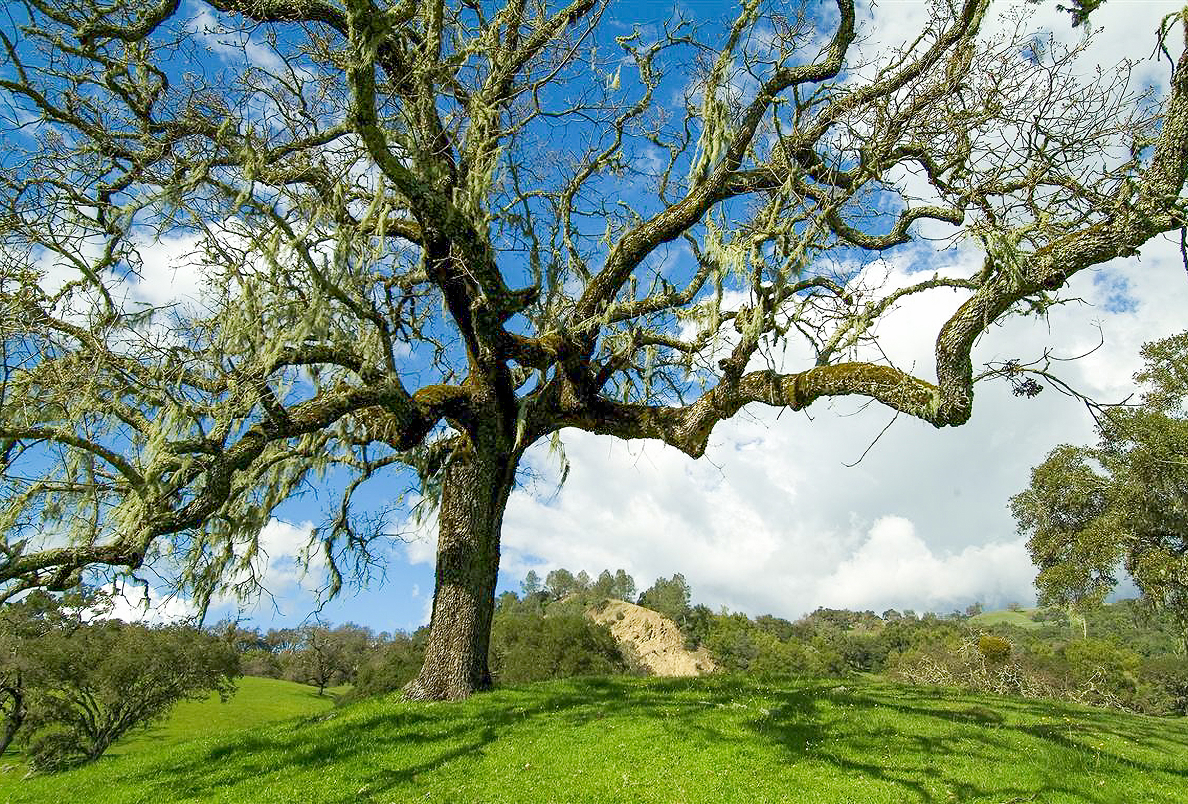 A large oak tree against a blue sky with clouds at White Rock Preserve.