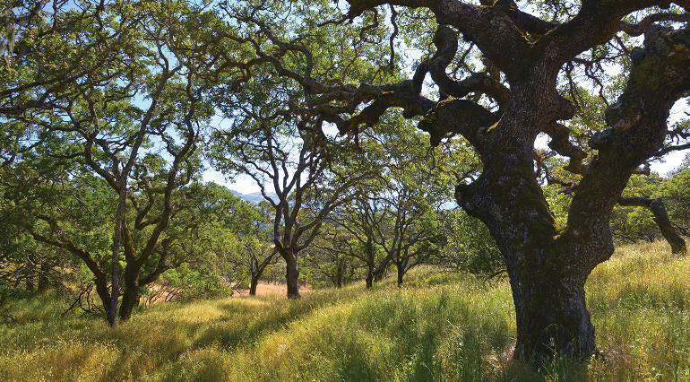 Grove of oak trees on a sunny day