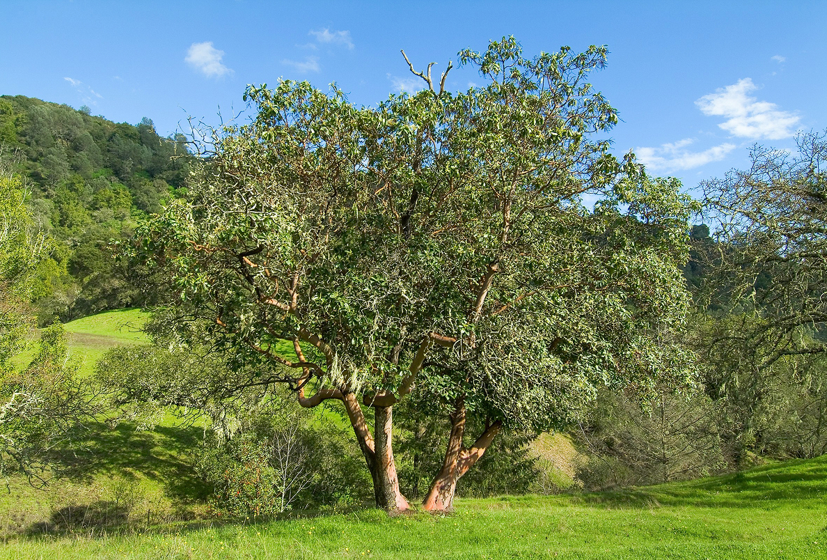 A large Pacific Madrone tree at White Rock Preserve in Sonoma County.