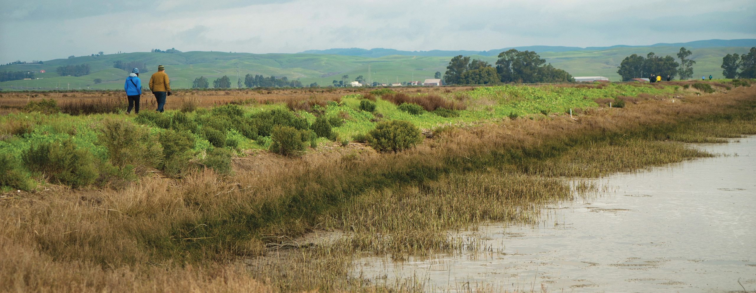 Two hikers walking alongside marshland at Sears Point Marsh.