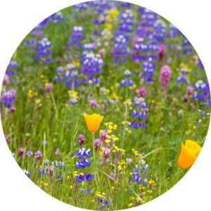 Wild poppies and lupines in a field