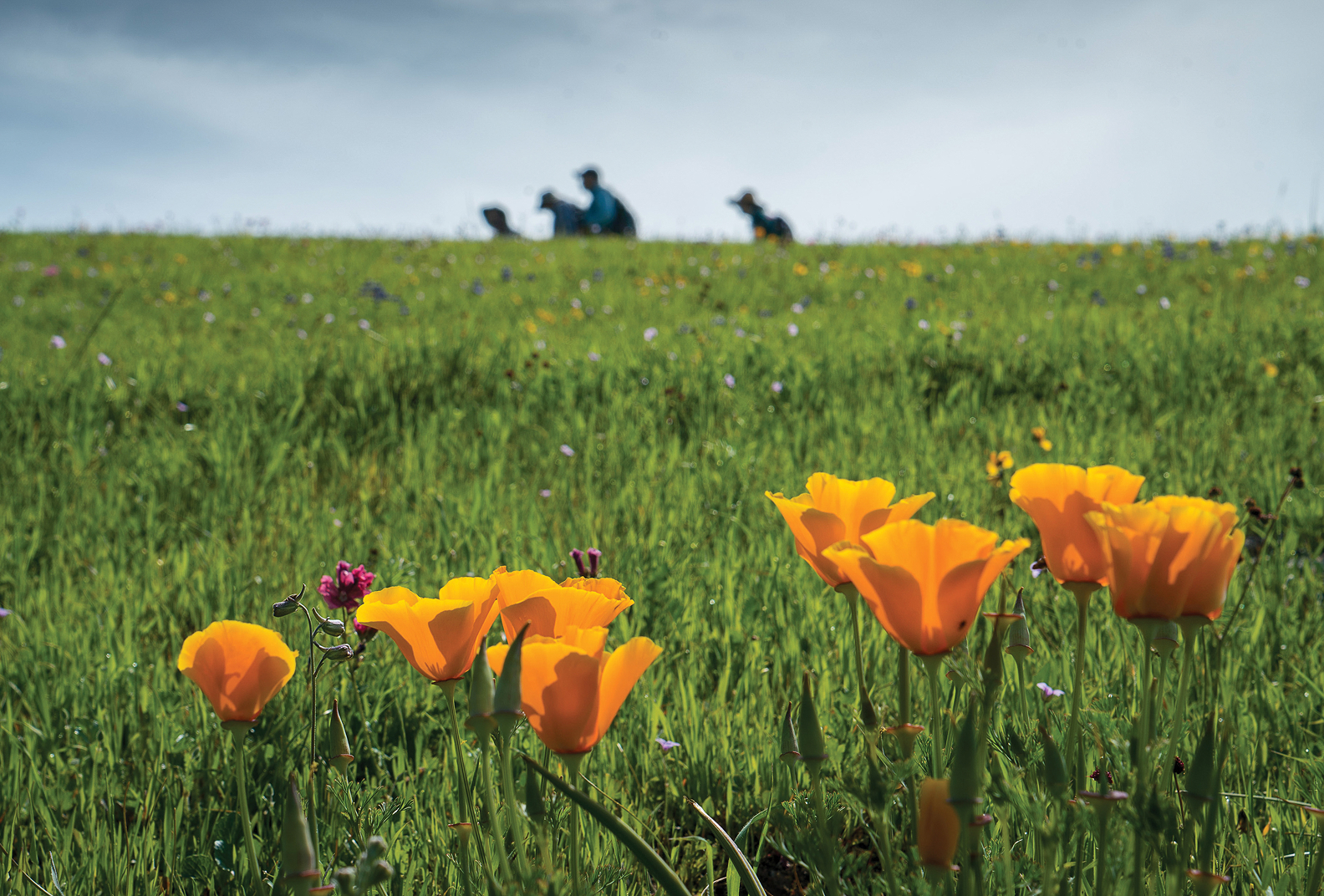 Poppies in the foreground with a group of hikers behind