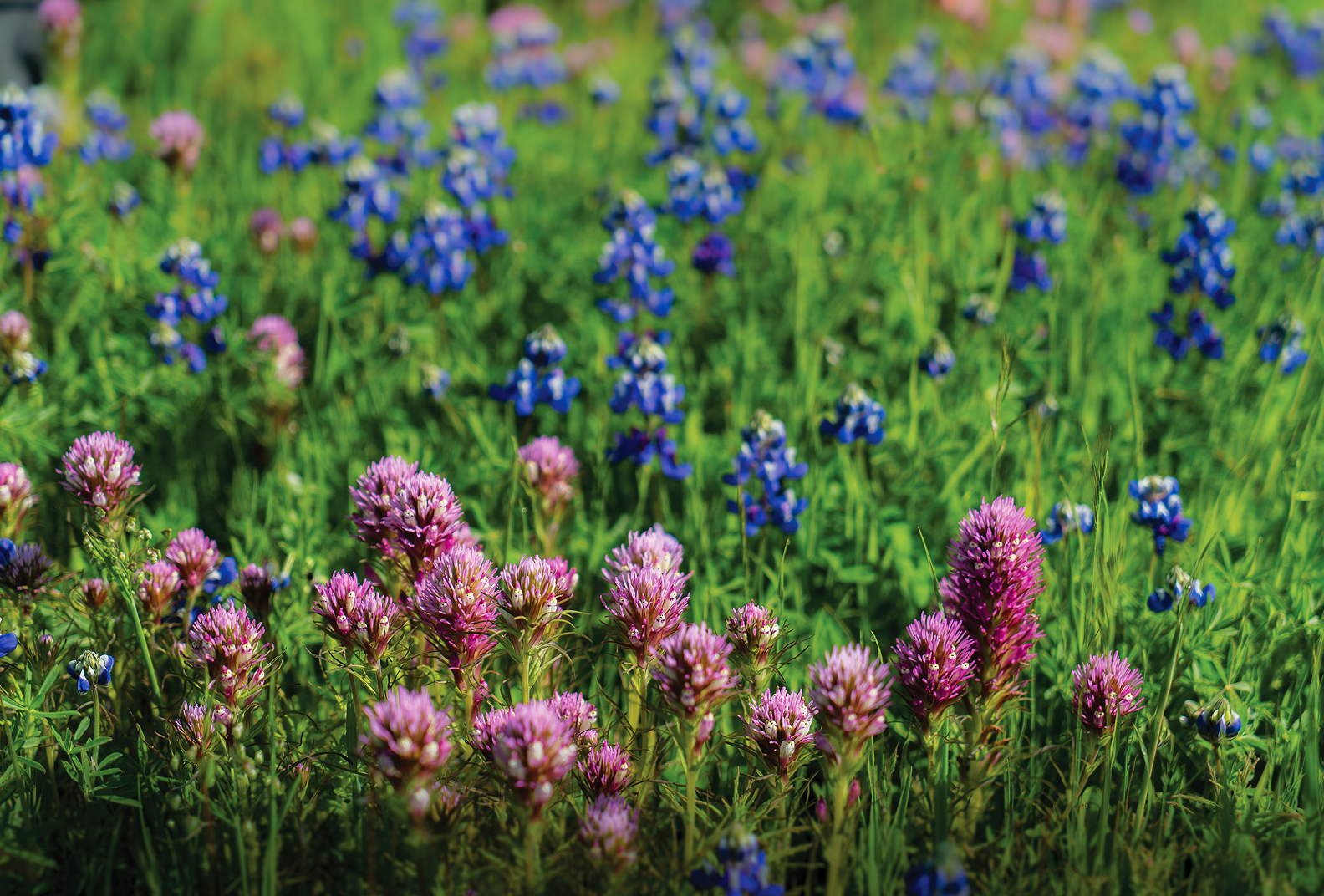 Pink and blue wildflowers