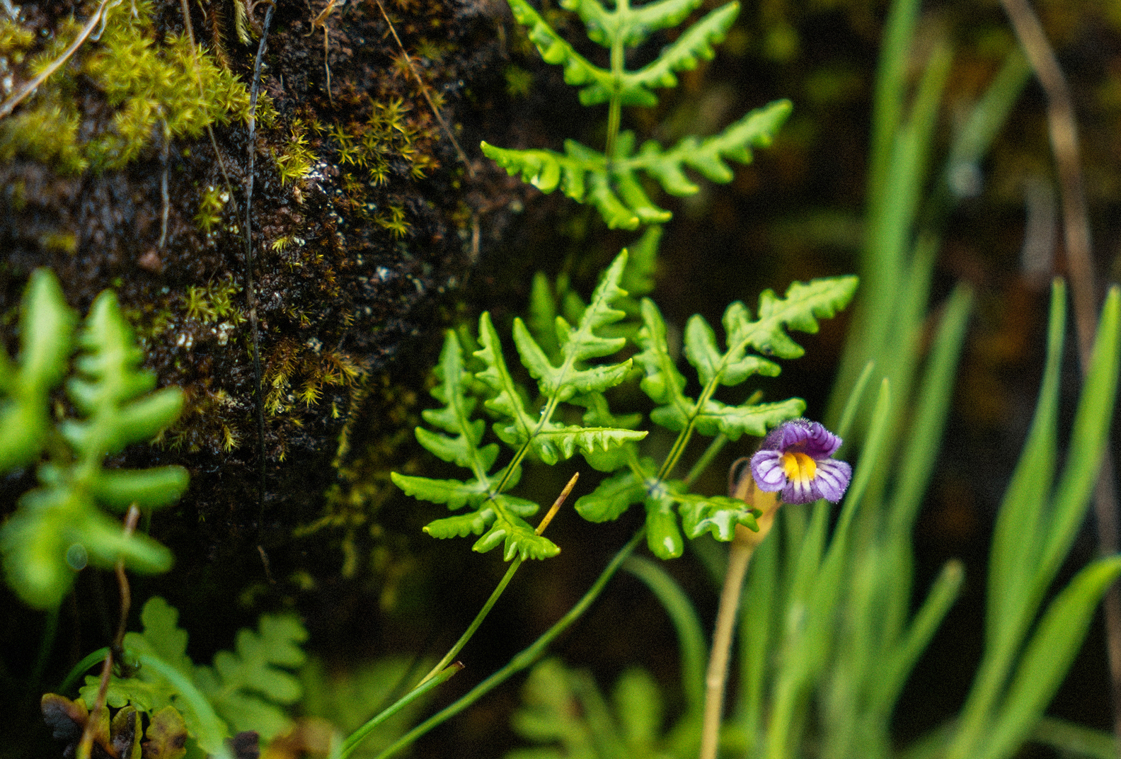 Single purple monkeyflower