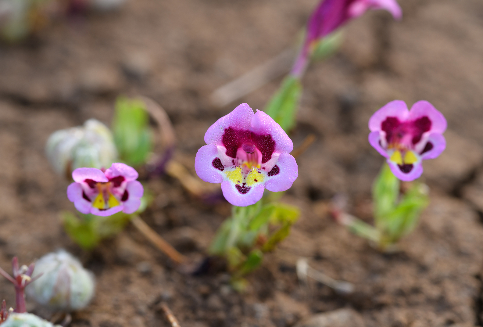 Close-up view of Purple Monkeyflowers