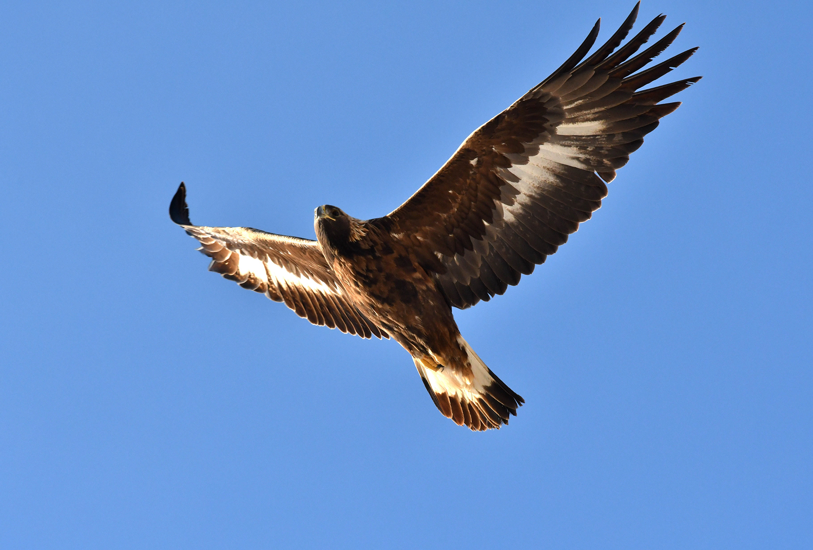Raptor flying against a blue sky