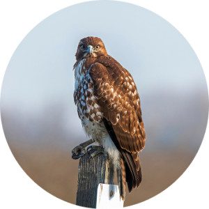 Red-tailed hawk perched on a fence post