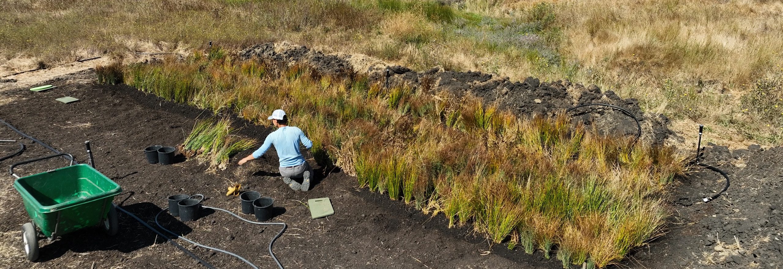 Volunteer plants grass as part of a Lakeville Creek restoration project