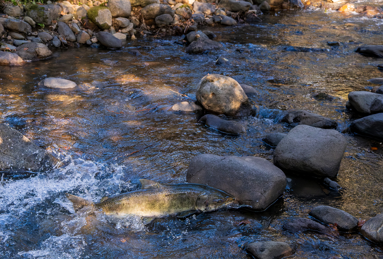 Salmon swims in rocky creek