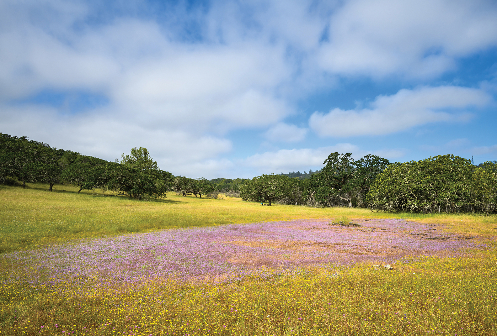 Meadow filled with yellow and pink wildflowers under sunny skies