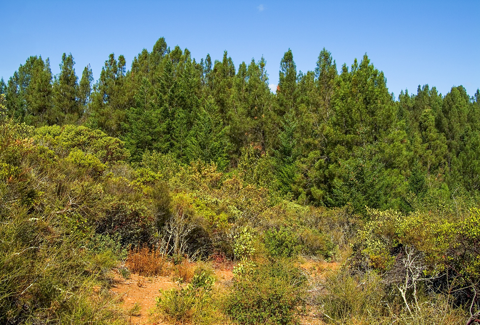 Sunny hillside with trees