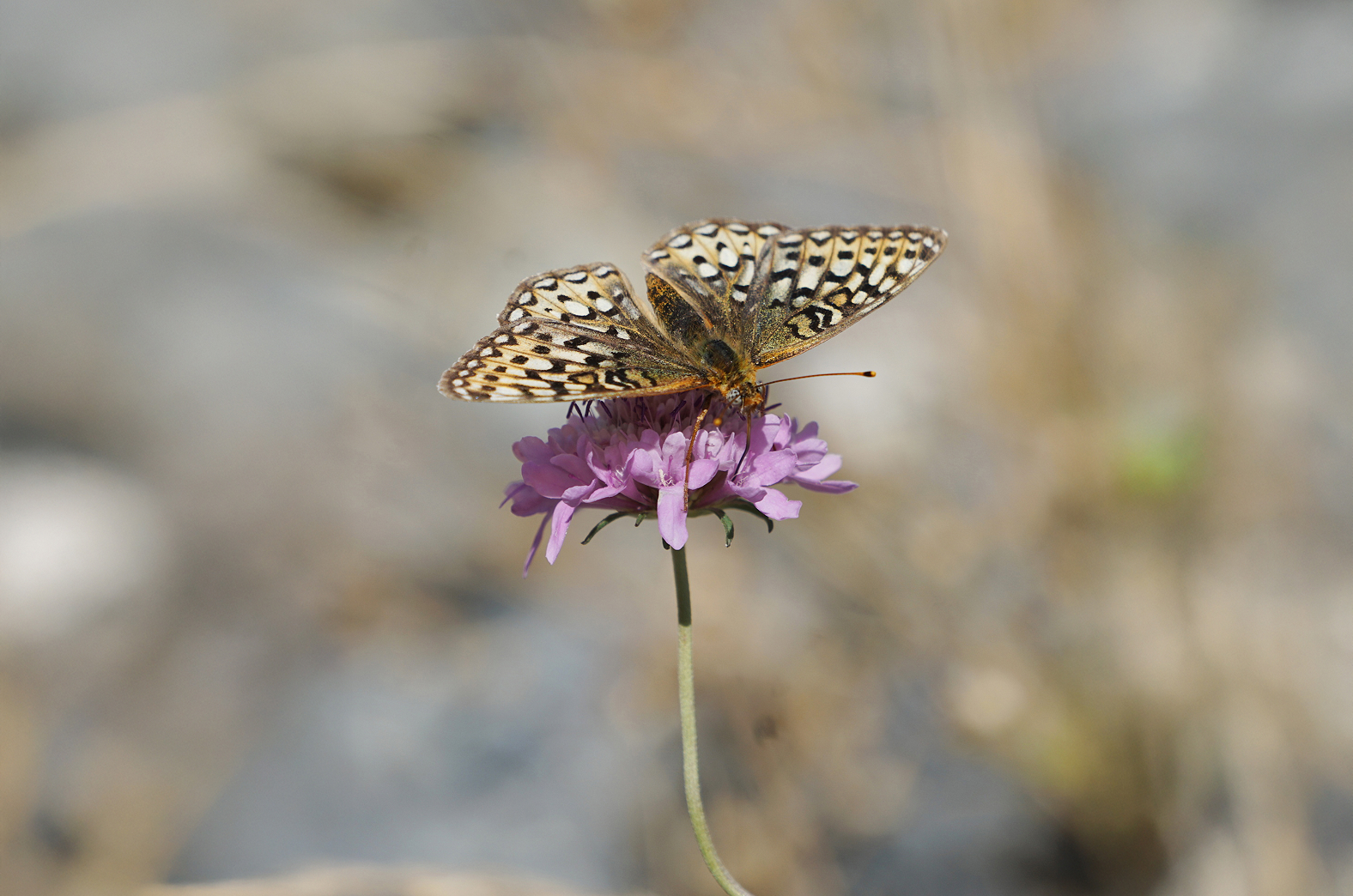 Silverspot butterfly on a purple flower