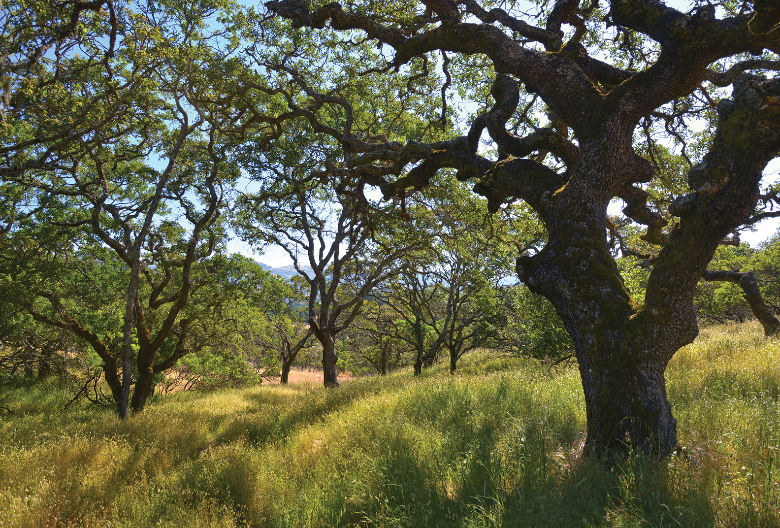 Trees at Sonoma Mountain Vernal Pools.