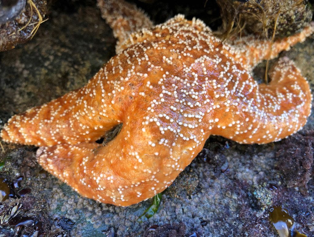 Orange starfish on a rock