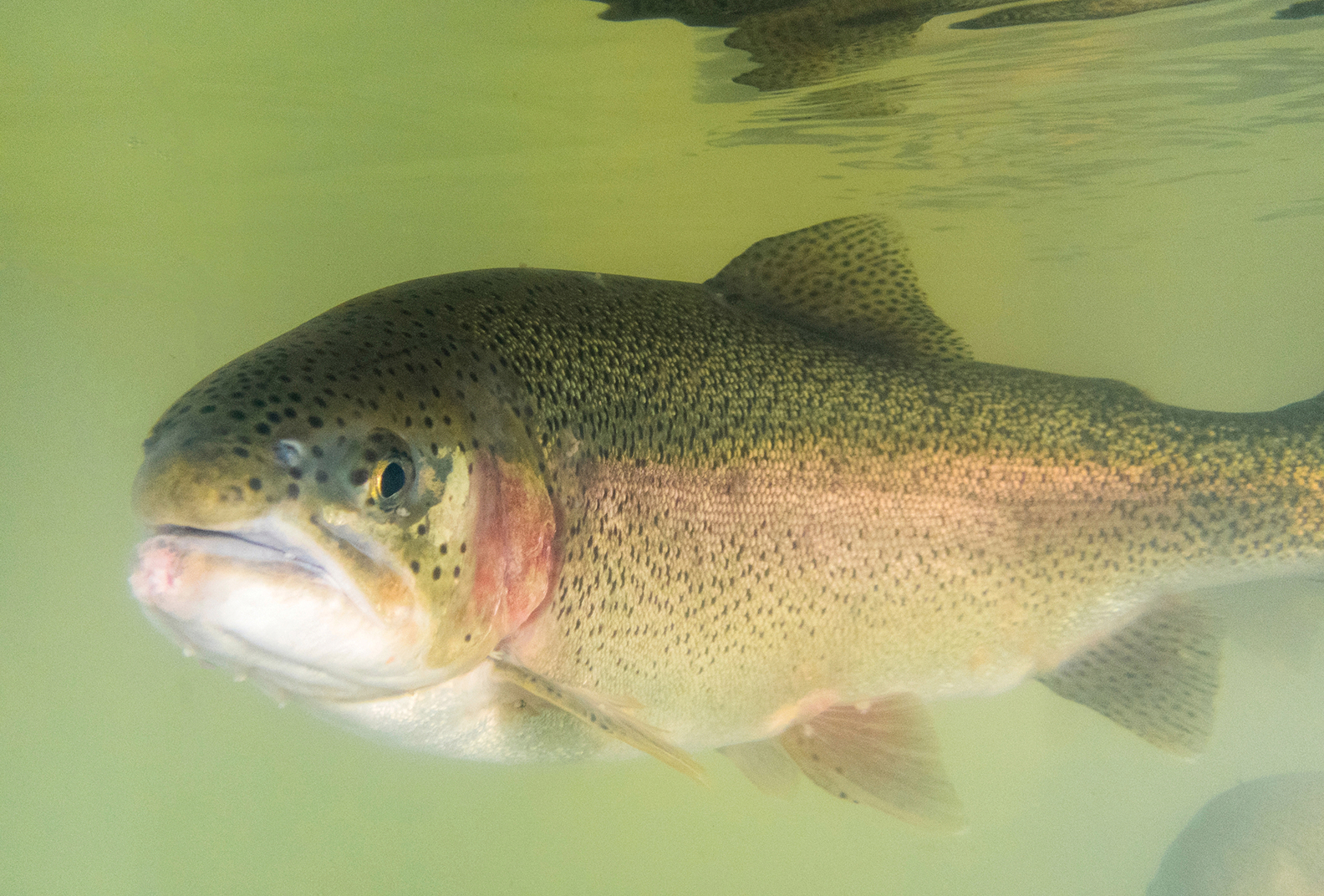 Steelhead trout swimming