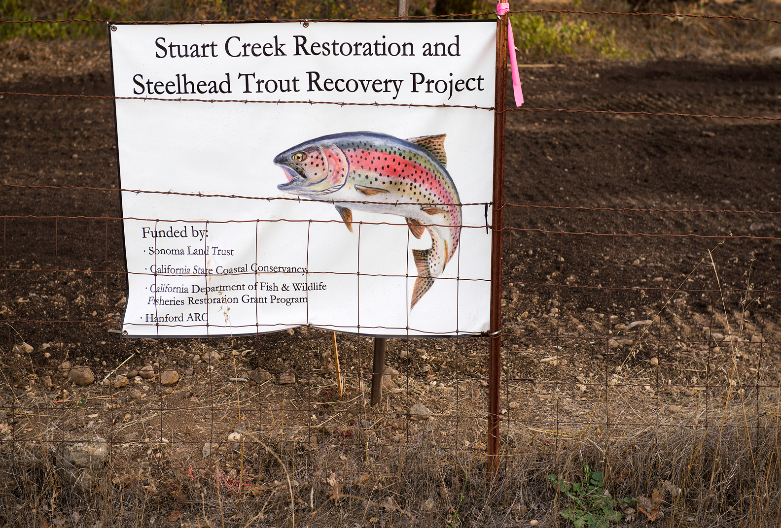 A sign shares an illustration of a steelhead trout and shares details of the Stuart Creek Restoration and Steelhead Trout Recovery Project.