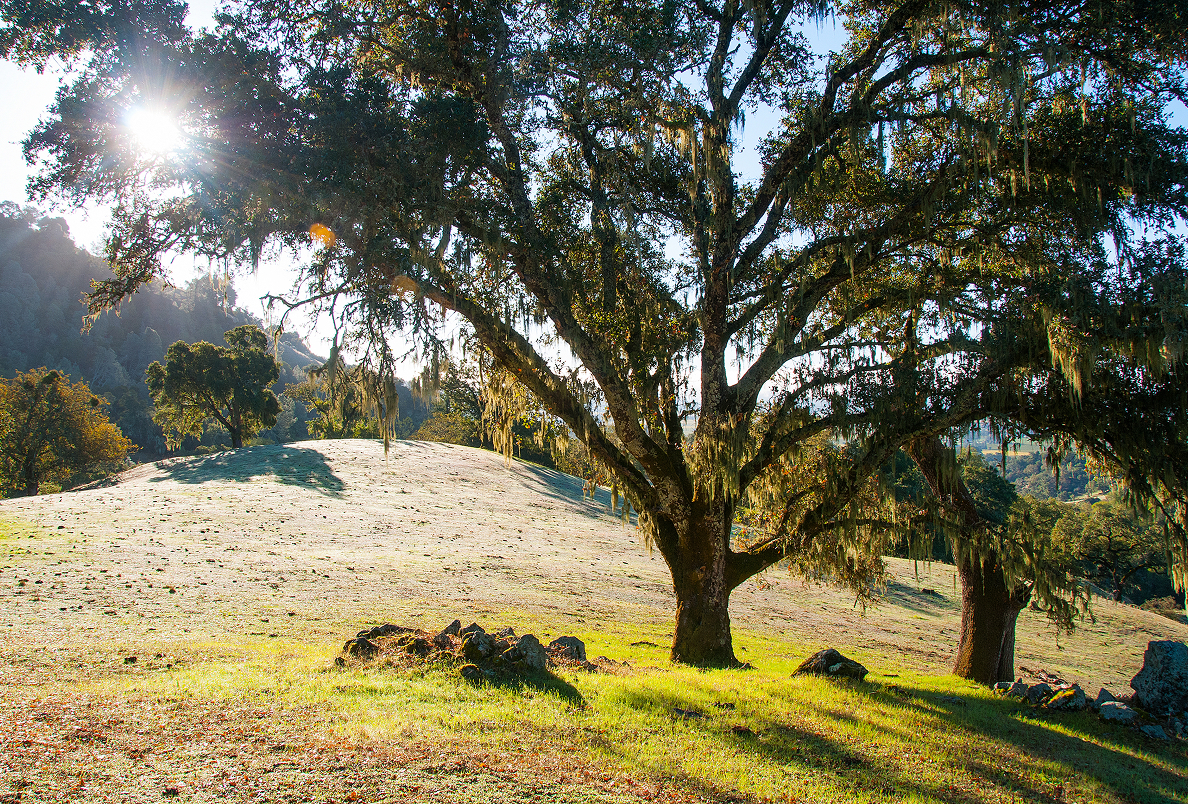 Sunlit tree at White Rock Preserve.