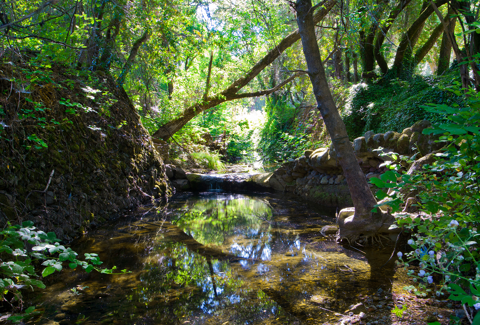 Sunlit woodlands at Stuart Creek