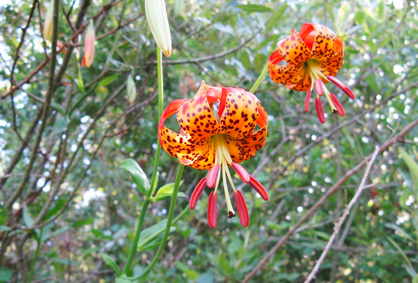 Red and orange tiger lily flowers