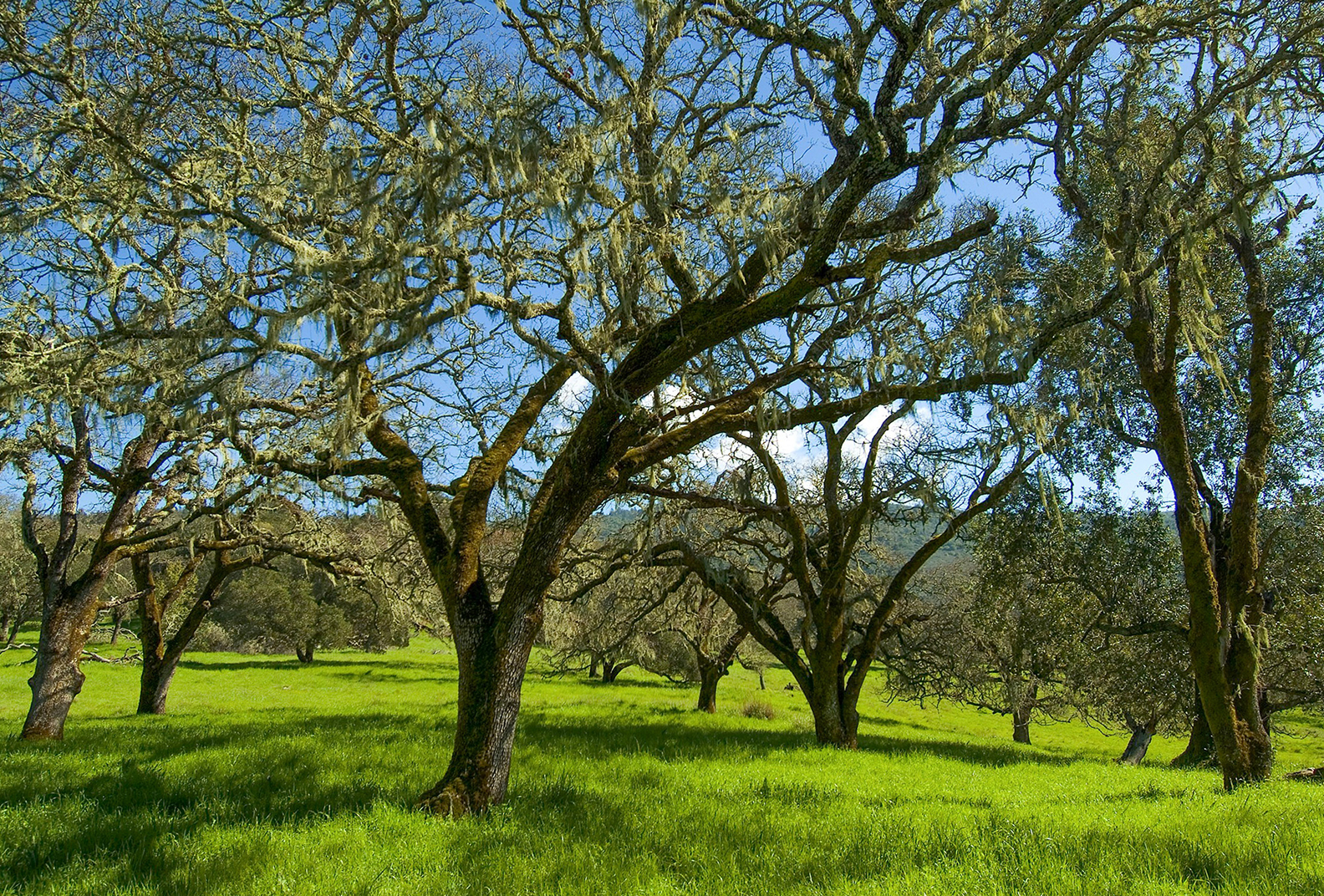 Trees and green grass at Glen Oaks Ranch.