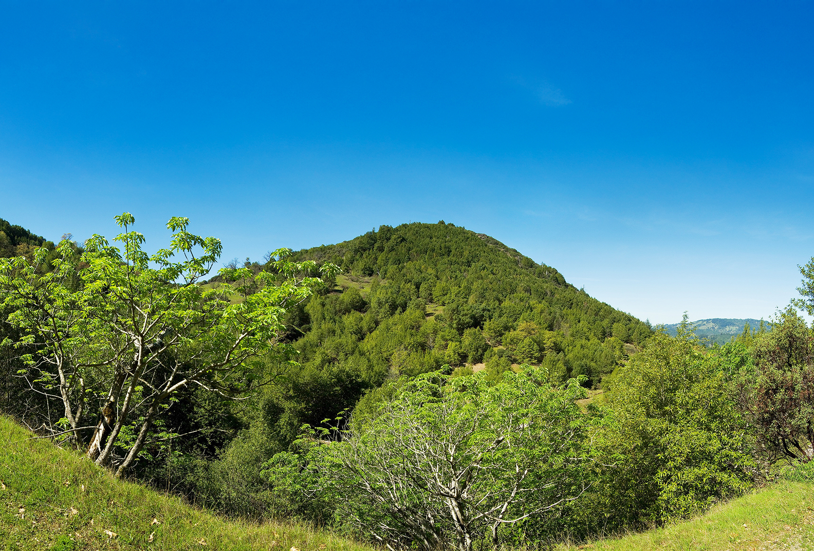 Trees covering sloped hillsides at Little Black Mountain.
