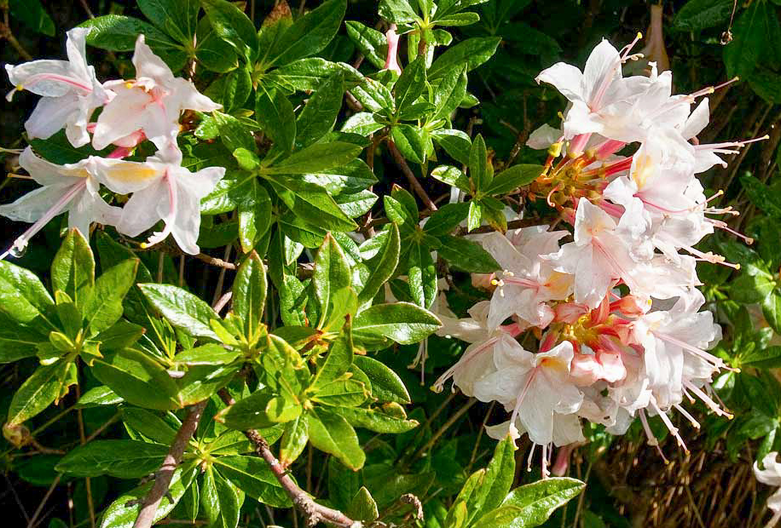 Light pink Western azalea flowers