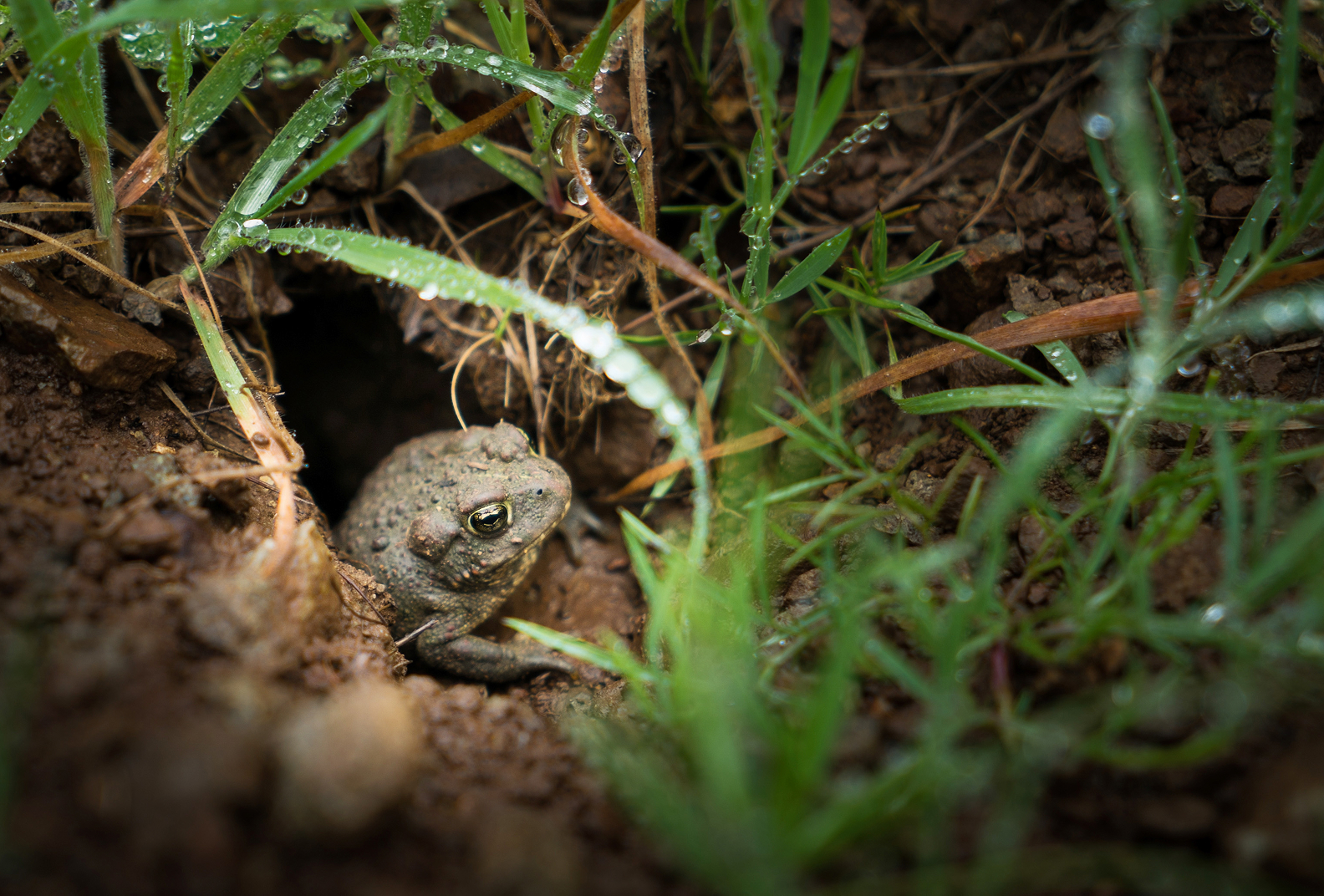 Western toad popping out from a hole in the ground