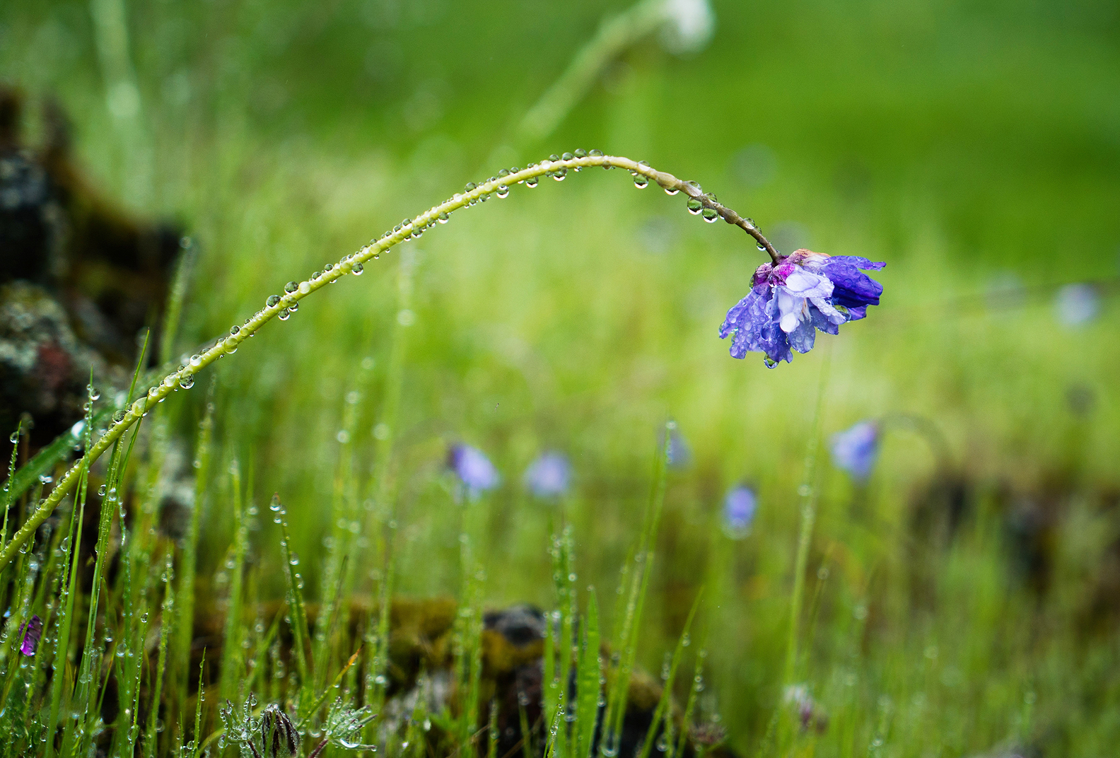 Raindrops on a stem of a purple wild hyacinth